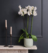 White Orchid & Pot