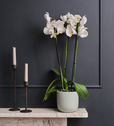 White Orchid & Pot