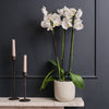White Orchid & Pot