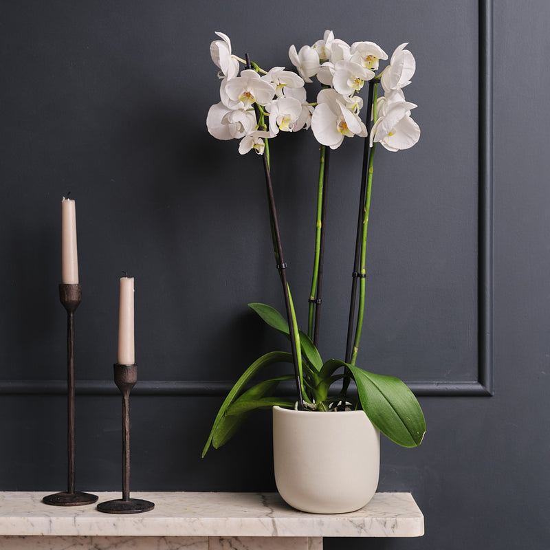 White Orchid & Pot