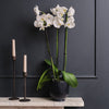 White Orchid & Pot