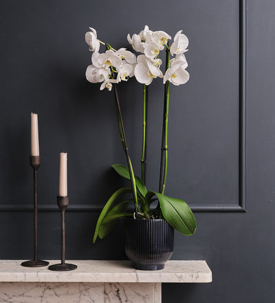 White Orchid & Pot