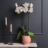 White Orchid & Pot
