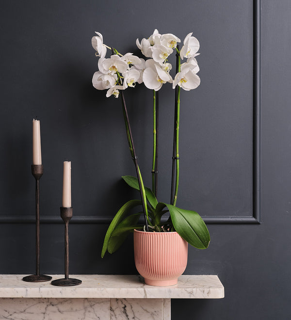 White Orchid & Pot