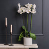 White Orchid & Pot