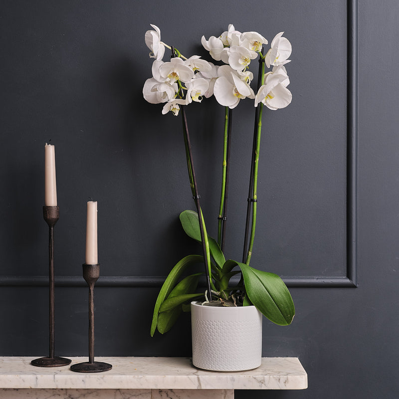 White Orchid & Pot