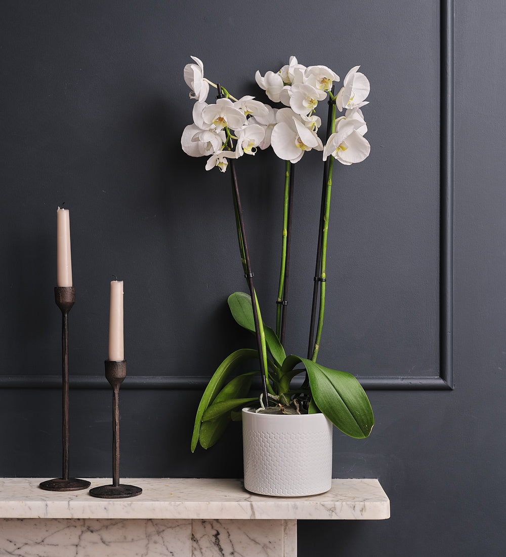 White Orchid & Pot