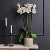 White Orchid & Pot