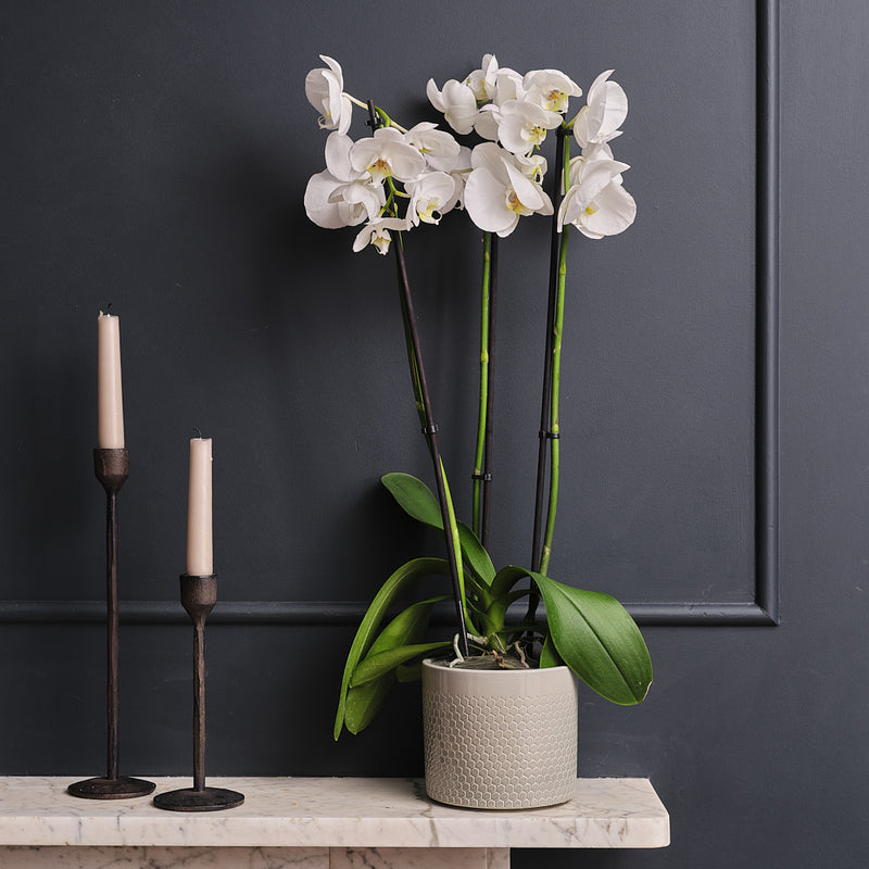 White Orchid & Pot