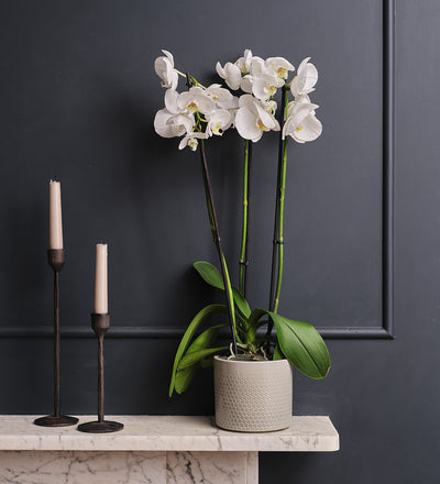 White Orchid & Pot