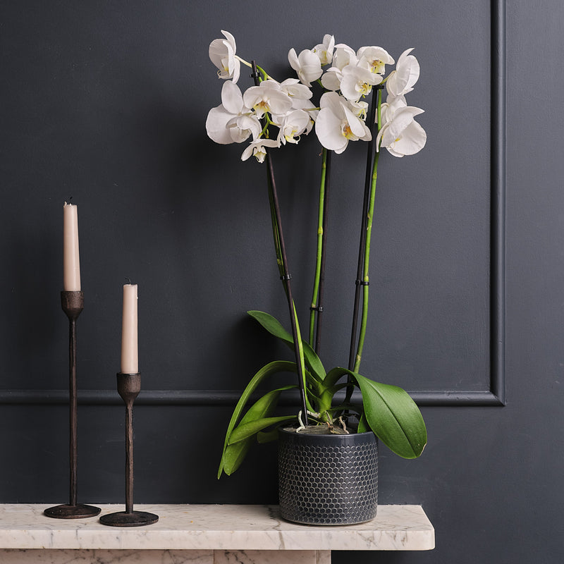White Orchid & Pot
