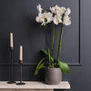 White Orchid & Pot