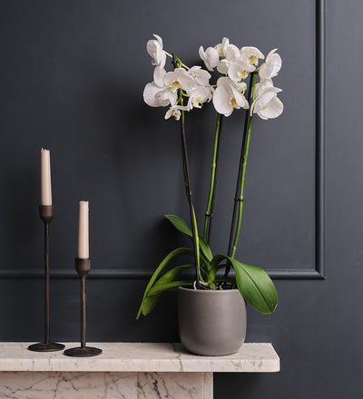 White Orchid & Pot