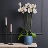 White Orchid & Pot