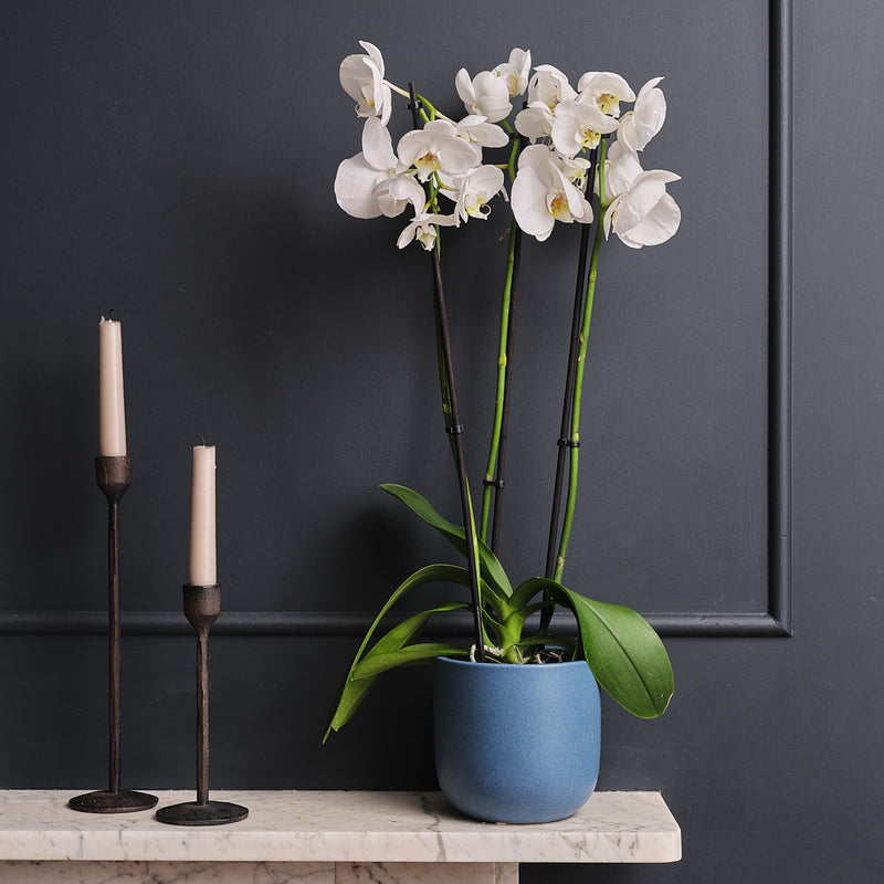 White Orchid & Pot