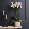White Orchid & Pot