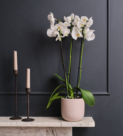 White Orchid & Pot