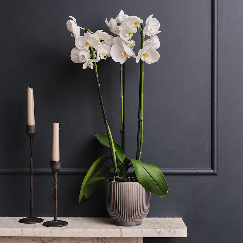 White Orchid & Pot