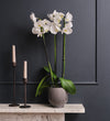 White Orchid & Pot