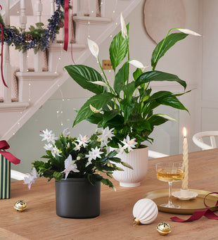 White Christmas Pair