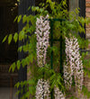 Pink Wisteria