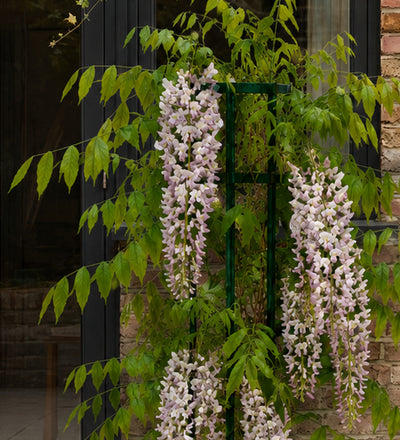 Pink Wisteria