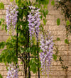 Purple Wisteria