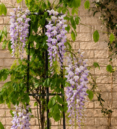 Purple Wisteria