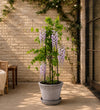 Purple Wisteria