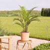 Artificial Woodwardia Fern (UV protected)
