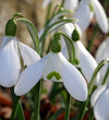 Green Snowdrop Bulbs