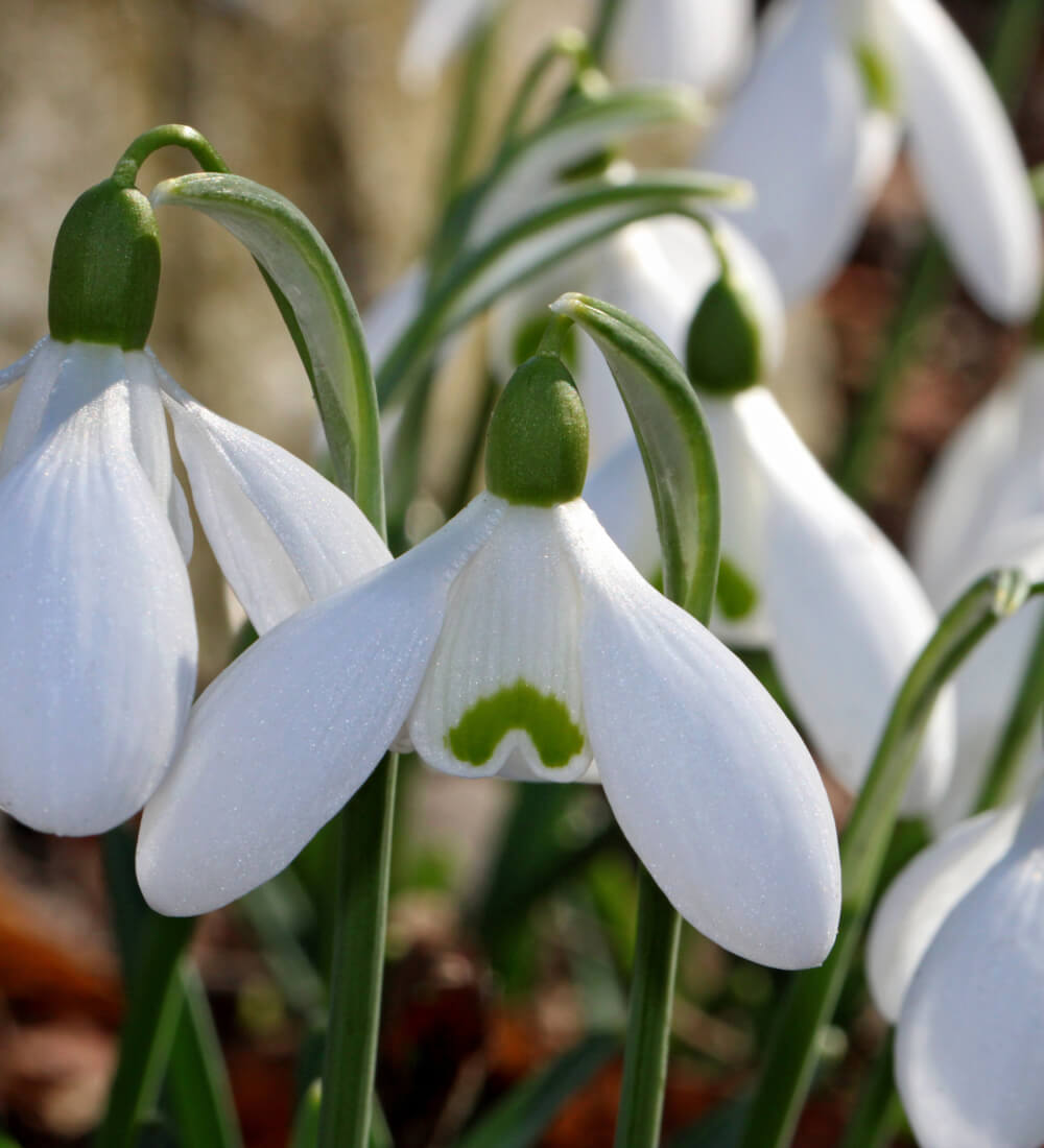Green Snowdrop Bulbs