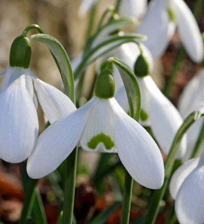 Green Snowdrop Bulbs
