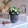 Hellebore Plant