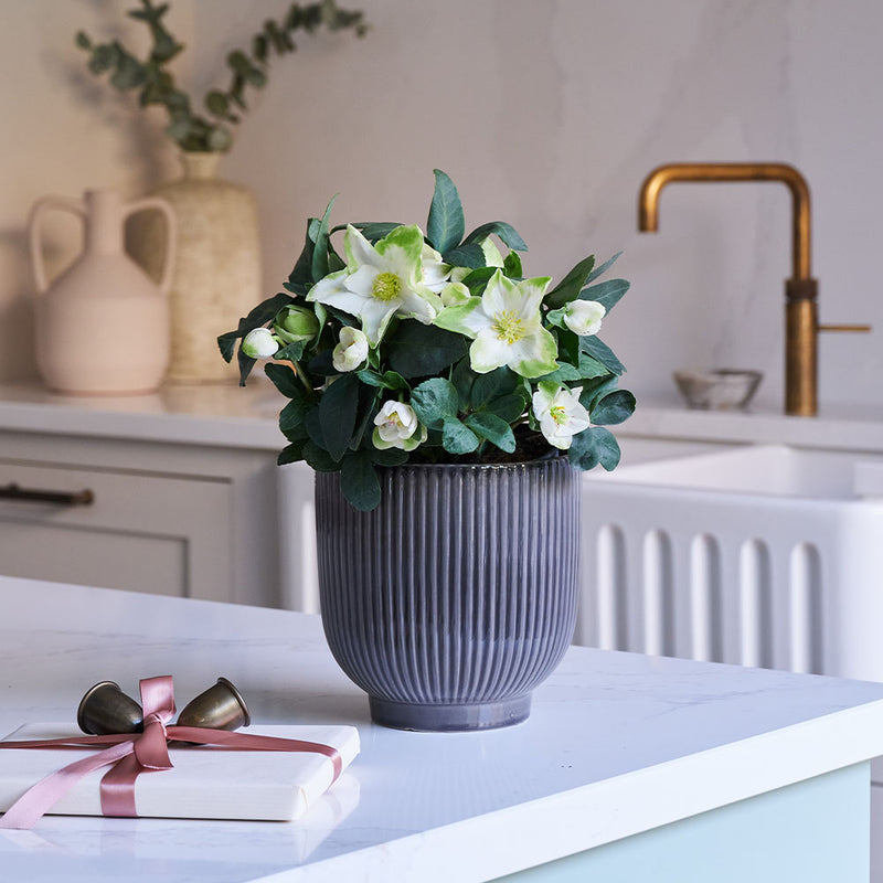 Hellebore Plant