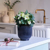 Hellebore & Pot