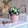 Hellebore & Pot