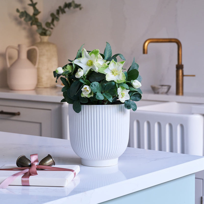 Hellebore & Pot
