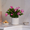 Pink Christmas Cactus