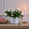 White Christmas Cactus & Pot