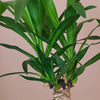 Yucca Plant & Pot