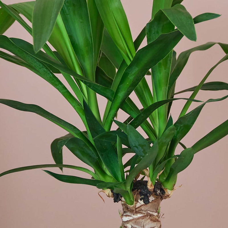 Yucca Plant & Pot