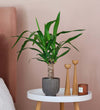 Yucca Plant & Pot