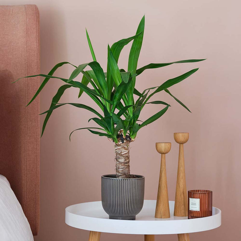 Yucca Plant & Pot