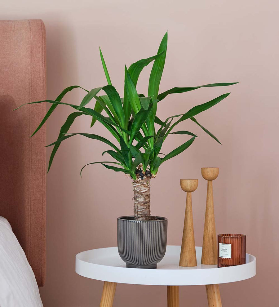 Yucca Plant & Pot