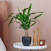 Yucca Plant & Pot