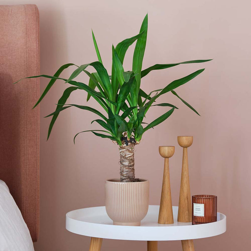 Yucca Plant & Pot