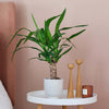 Yucca Plant & Pot