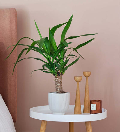 Yucca Plant & Pot