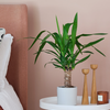 Yucca Plant & Pot